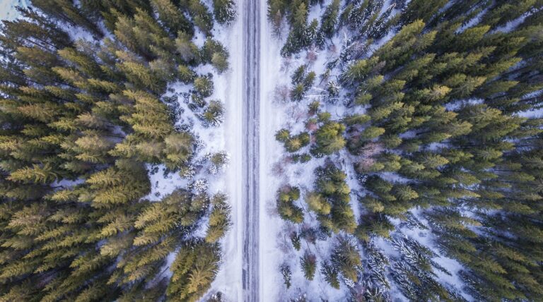Aerial view of a wintery forest
